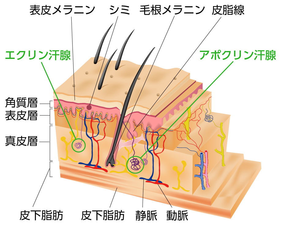 エステ 小顔エステ 小顔リンパ デコルテ リンパマッサージ