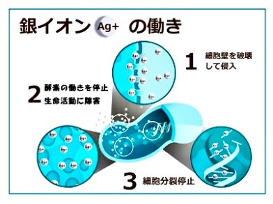 銀イオンの殺菌効果と美容利用