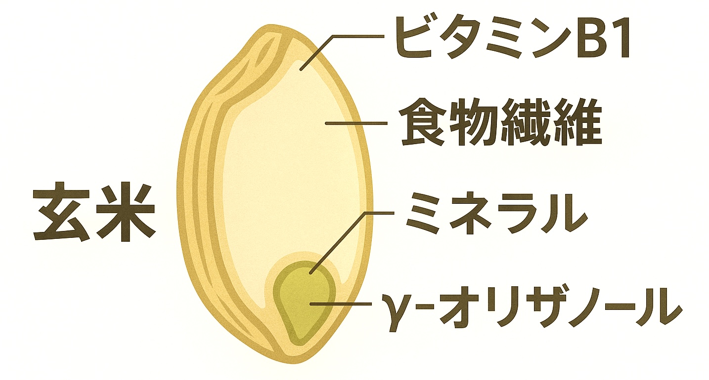 玄米の栄養