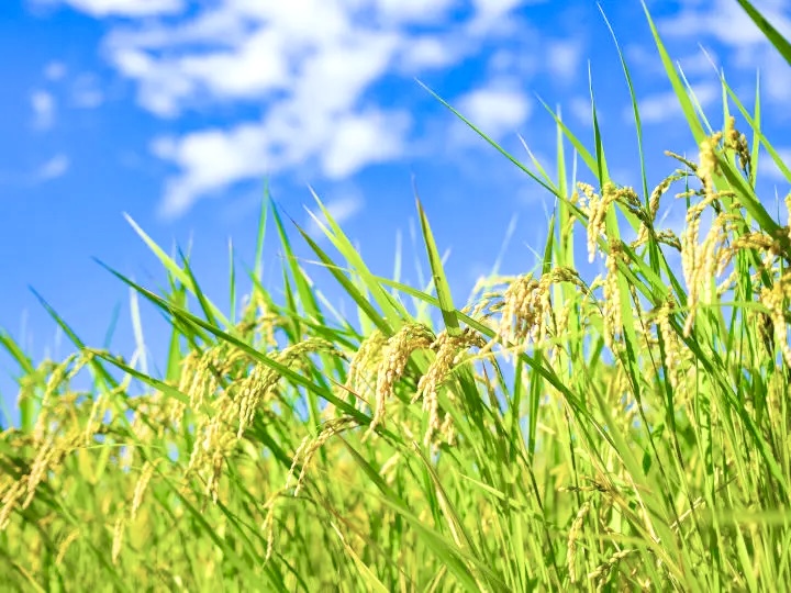 お米（籾米）はスーパーフード🌾