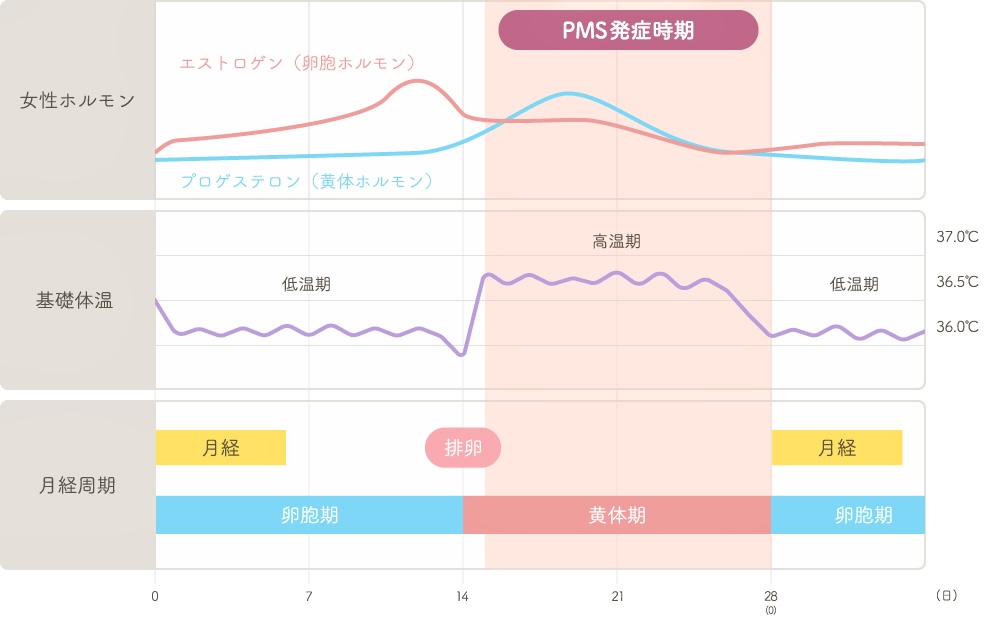 PMS周期リンパ生理痛