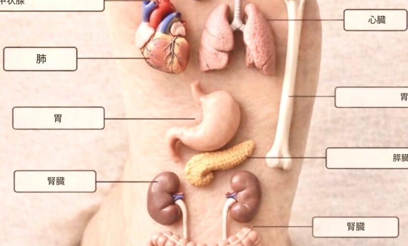 足裏・足底ツボ