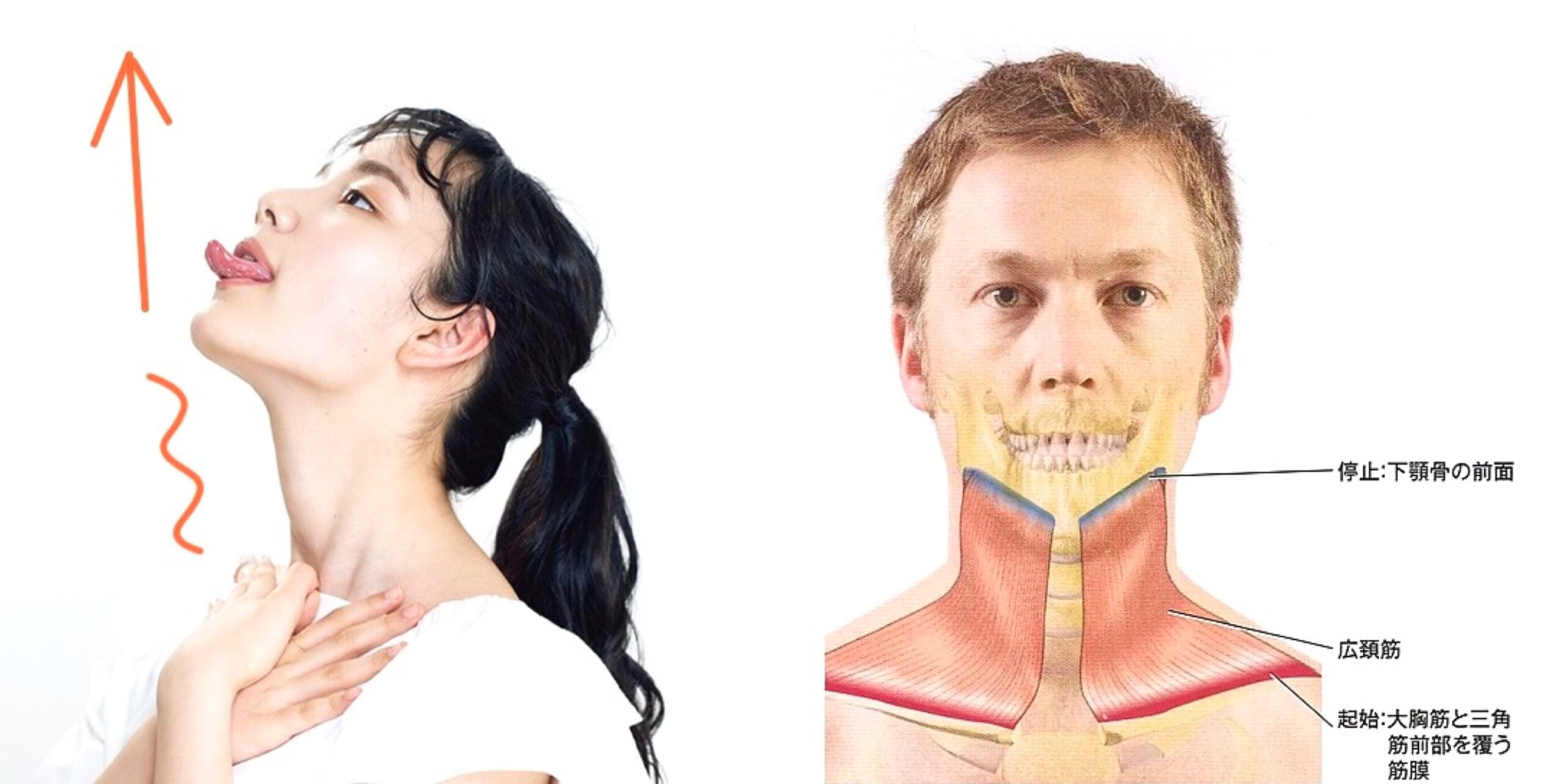 小顔エクササイズ